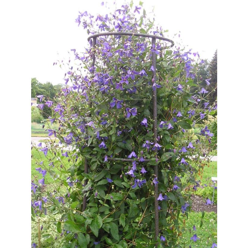Kellokärhö Eriostemon (Kasvutapa)