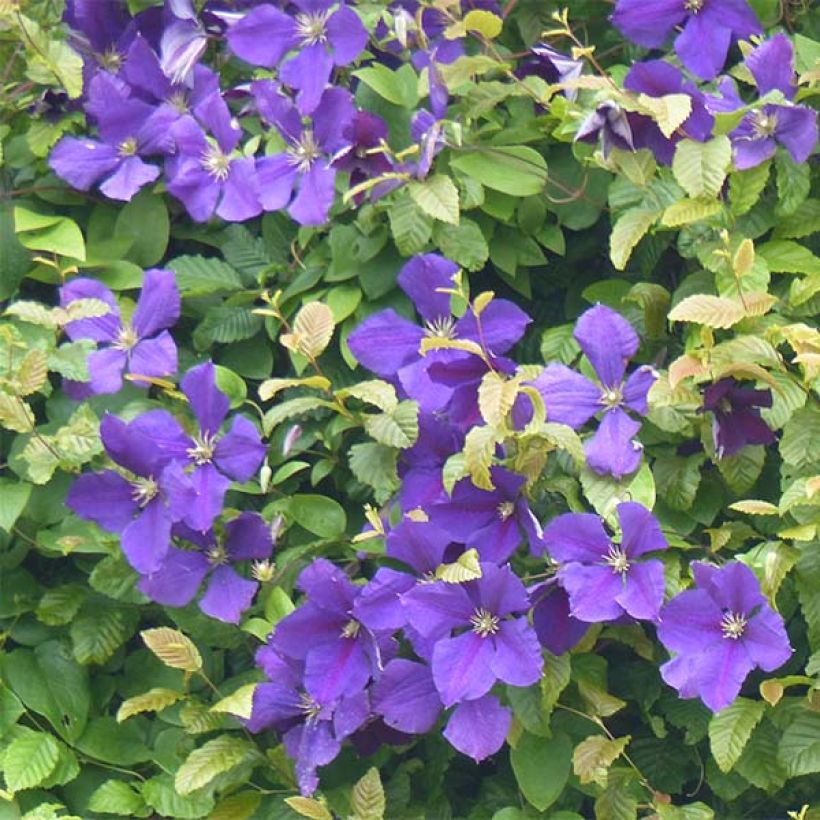 Loistokärhö - Clematis jackmanii (Kukinta)