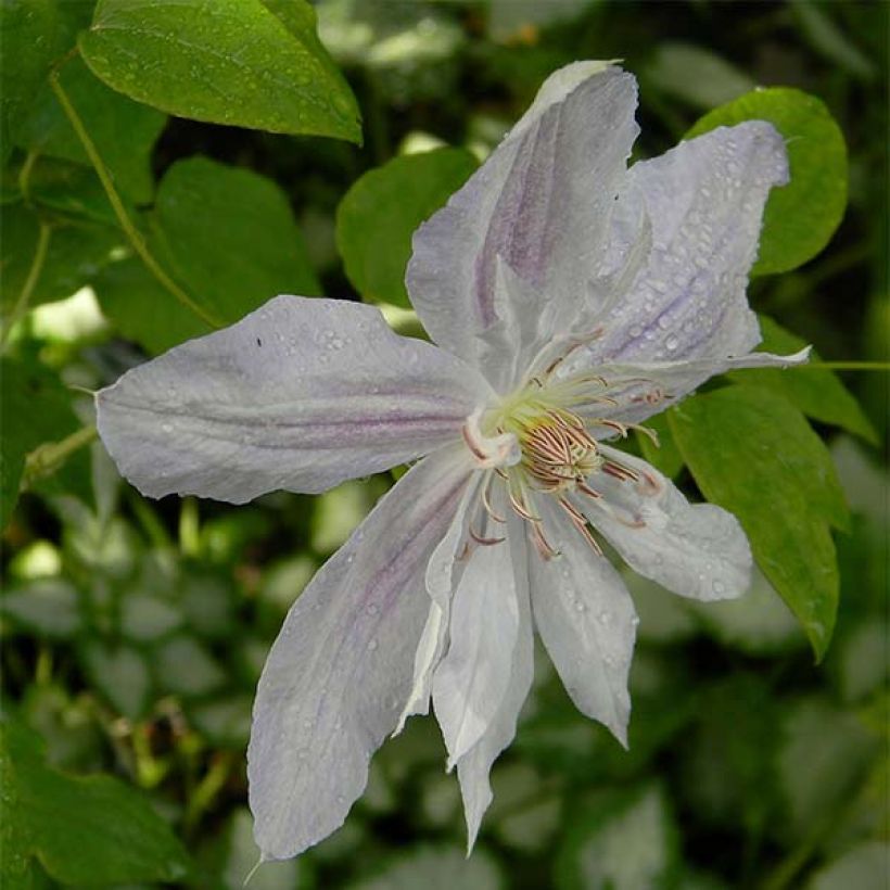 Loistokärhö Alba (Kukinta)