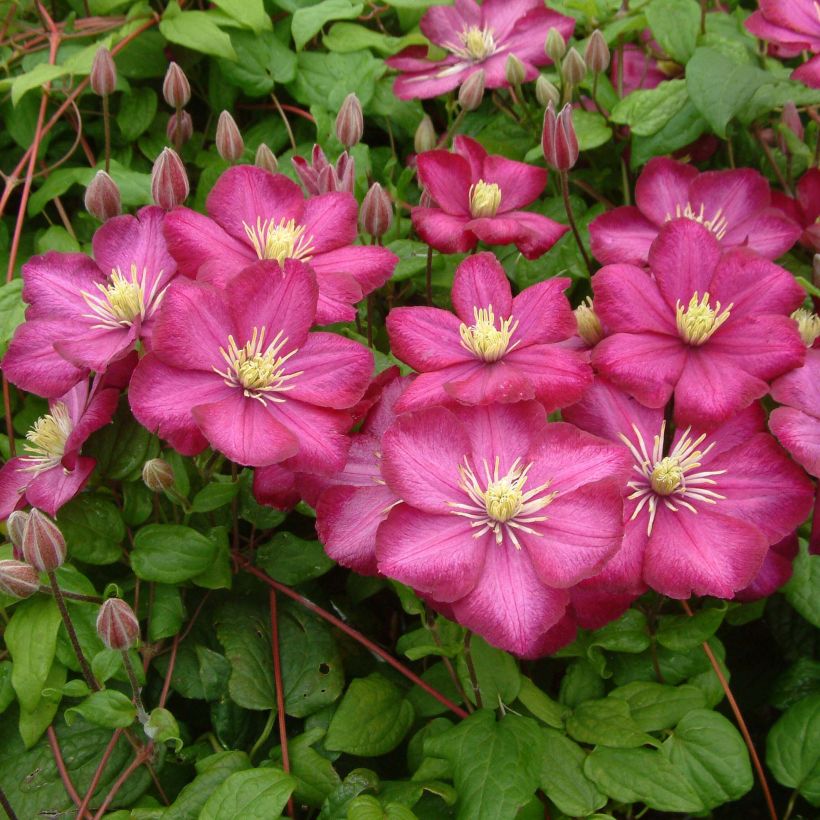 Viinikärhö Ville de Lyon (Plant habit)