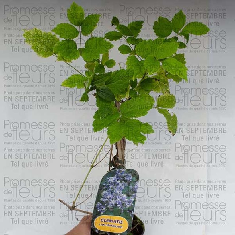 Esimerkki toimitetusta Clématite - Clematis I am Stanislaus Pot de 2L/3L-taimesta