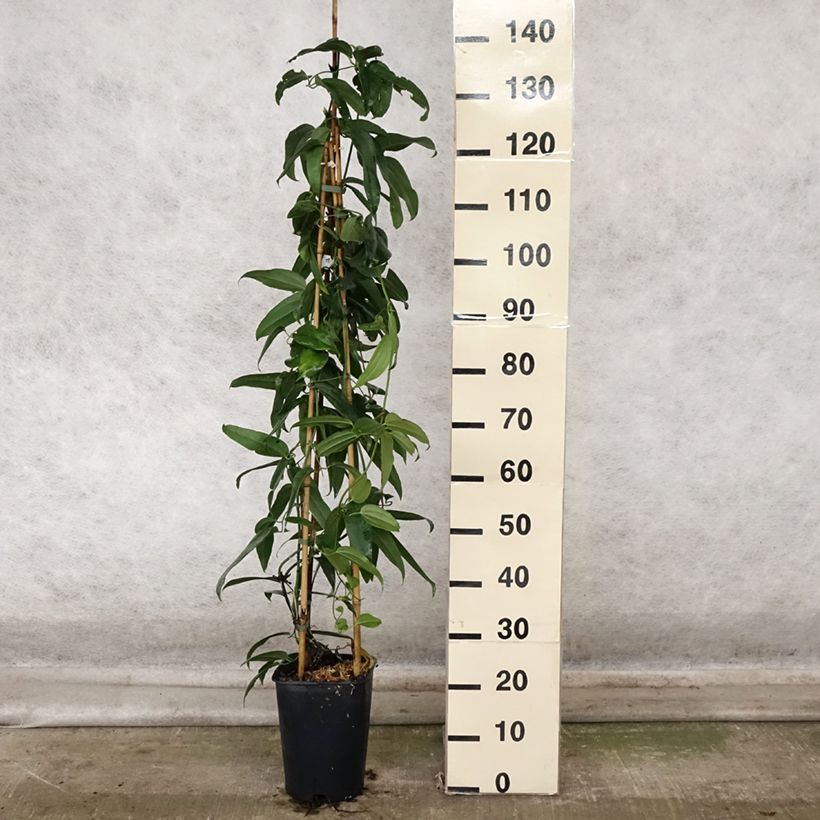 Esimerkki syksyllä toimitetusta Nietoskärhö - Clematis armandii 4 litran/5 litran ruukku-taimesta