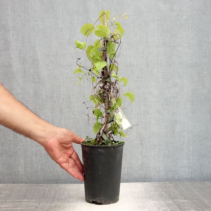 Esimerkki kesällä toimitetusta Clématite - Clematis Beauty Of Worcester Pot de 1,5L/2L-taimesta