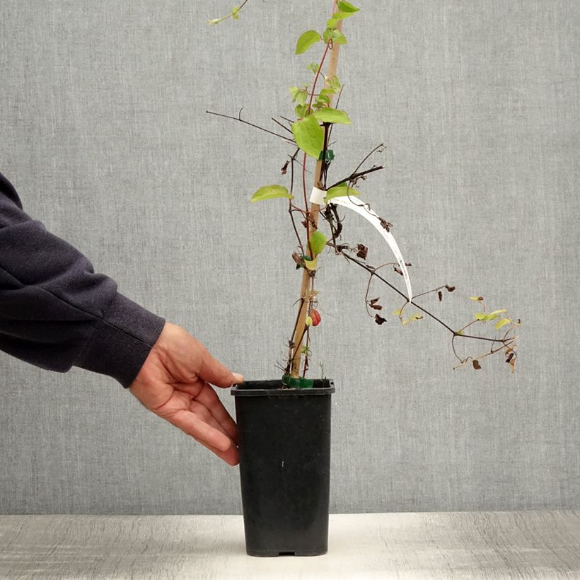 Esimerkki kesällä toimitetusta Clématite - Clematis Cezanne Pot de 1,5L/2L-taimesta