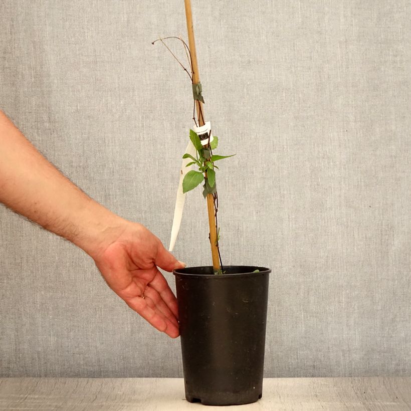Esimerkki kesällä toimitetusta Clématite - Clematis cirrhosa Lansdowne Gem Pot de 2L/3L-taimesta