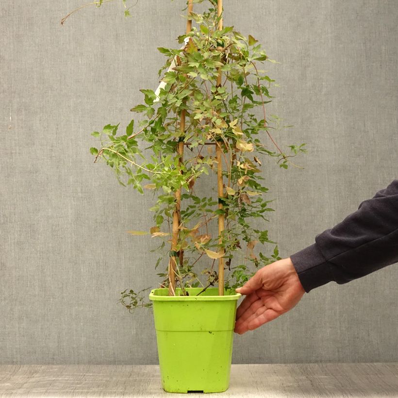Esimerkki kesällä toimitetusta Clématite - Clematis cirrhosa Winter Parasol Pot de 2L/3L-taimesta