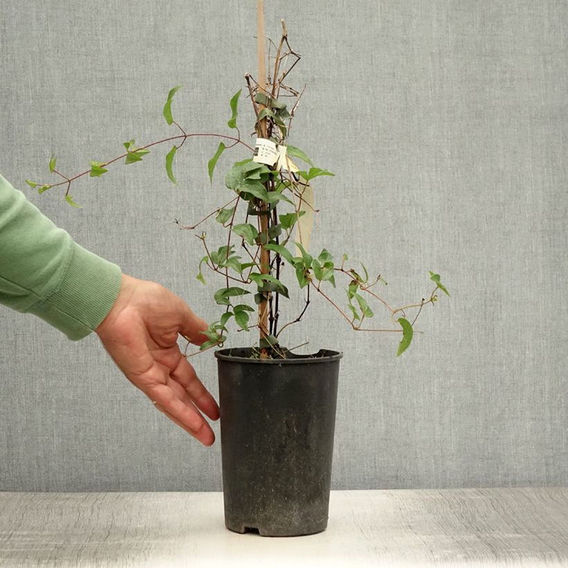 Esimerkki kesällä toimitetusta Clématite - Clematis diversifolia White Arabella Pot de 2L/3L-taimesta