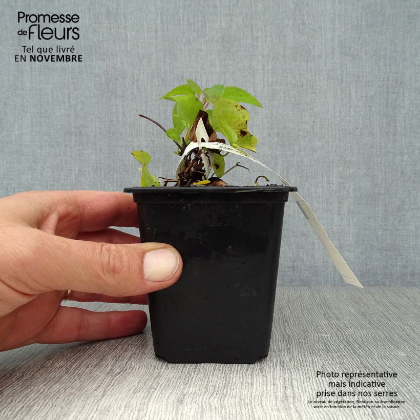 Esimerkki syksyllä toimitetusta Loistokärhö Duchess of Edinburgh 8/9 cm taimiruukku-taimesta