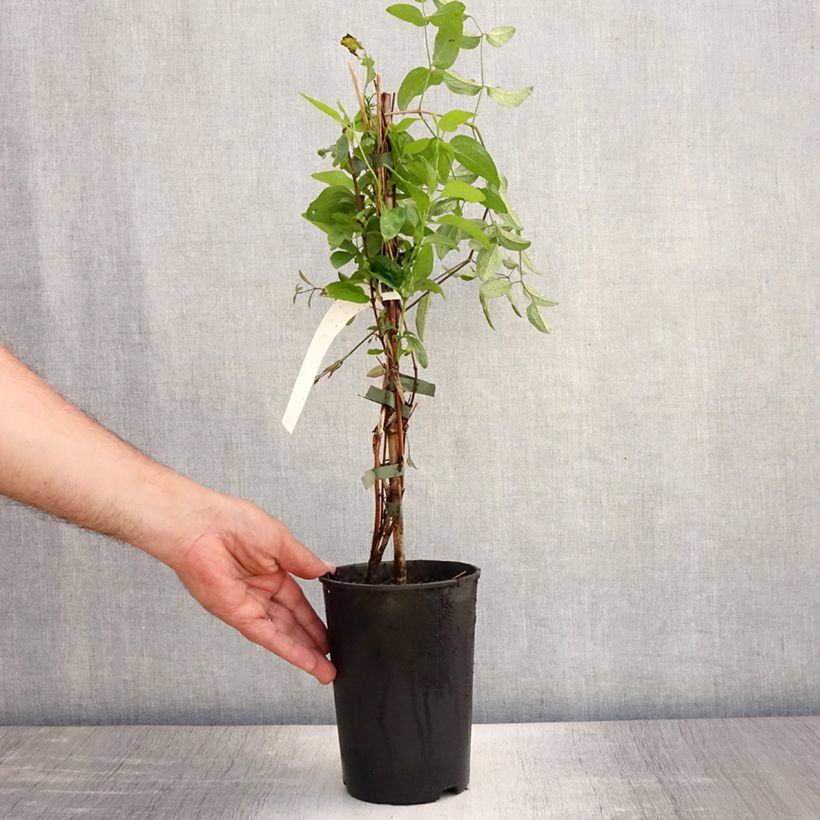 Esimerkki kesällä toimitetusta Clématite - Clematis Eriostemon Pot de 2L/3L-taimesta