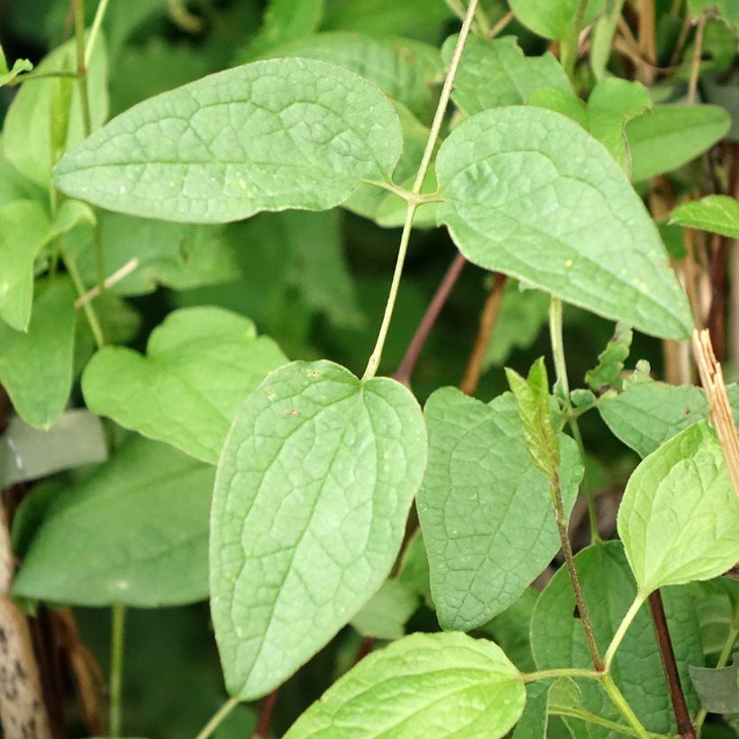 Kellokärhö Eriostemon (Lehvistö)