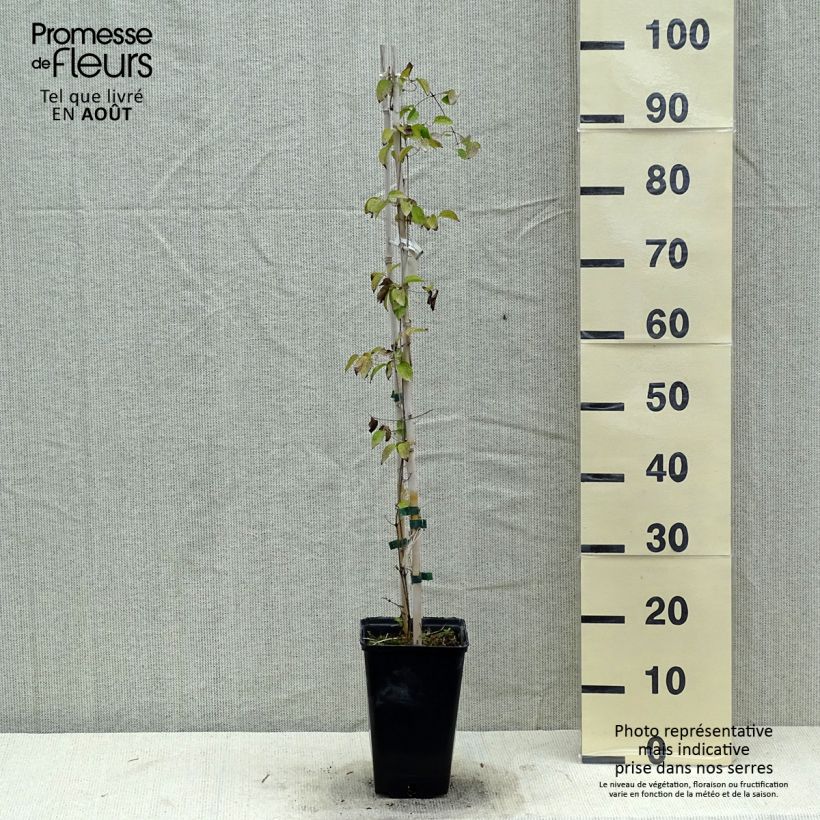 Esimerkki kesällä toimitetusta Clématite - Clematis Etoile Nacrée Pot de 2L/3L-taimesta