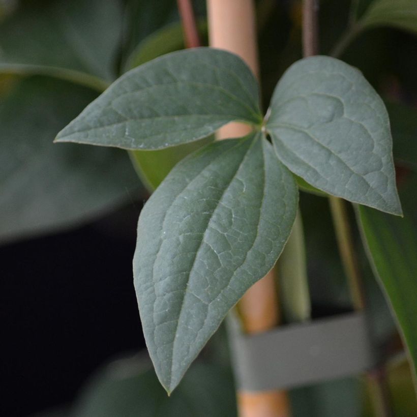 Tuoksukärhö Aromatica (Lehvistö)