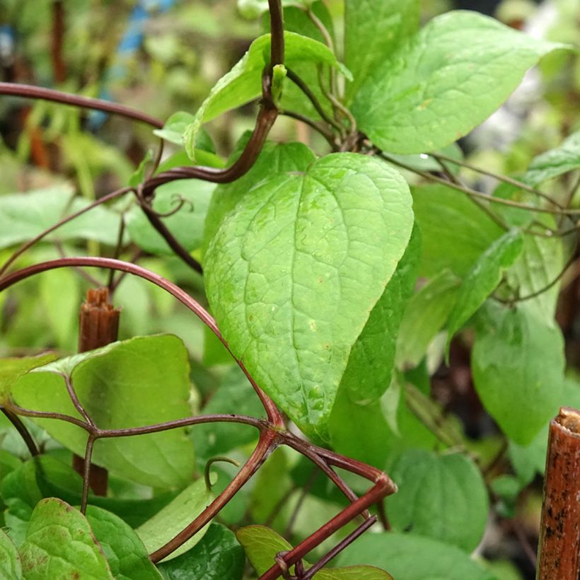 Kamtsatkankärhö - Clematis fusca (Lehvistö)