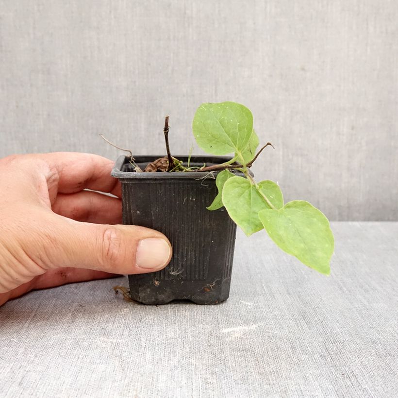 Esimerkki syksyllä toimitetusta Loistokärhö Général Sikorski 8/9 cm taimiruukku-taimesta