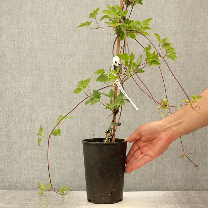 Esimerkki kesällä toimitetusta Clématite - Clematis I am Red Robin Pot de 2L/3L-taimesta
