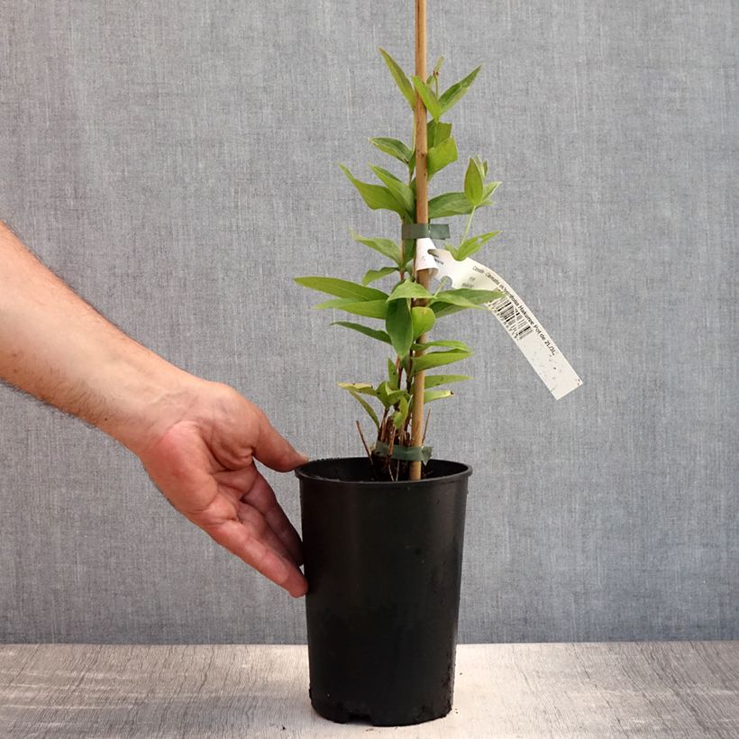 Esimerkki kesällä toimitetusta Clématite - Clematis integrifolia Hakuree Pot de 2L/3L-taimesta