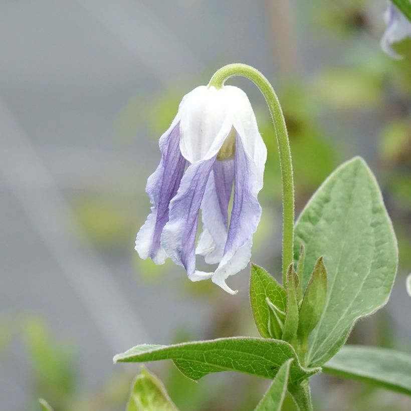 Kellokärhö Hakuree (Kukinta)