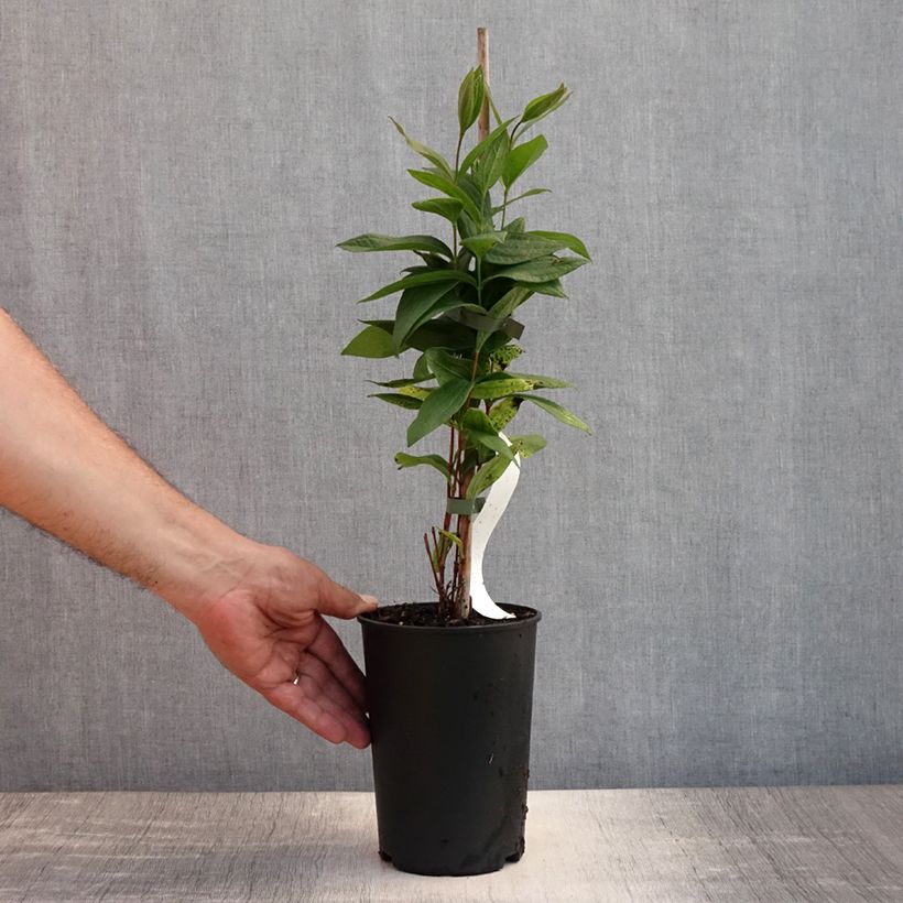 Esimerkki kesällä toimitetusta Kellokärhö Rosea Pot de 2L/3L-taimesta