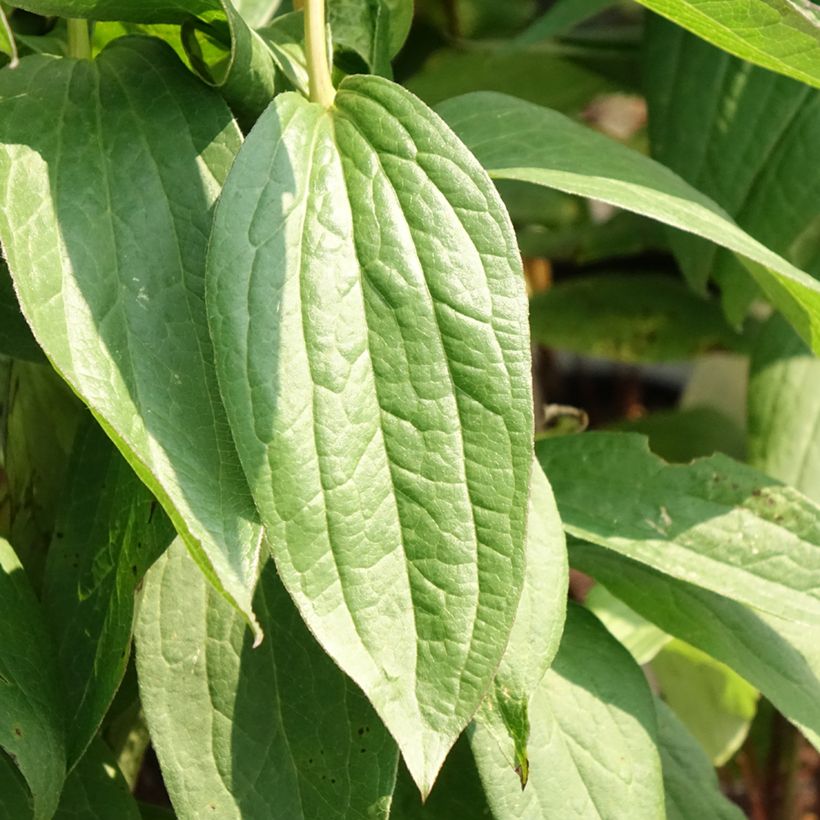 Kellokärhö Rosea (Lehvistö)