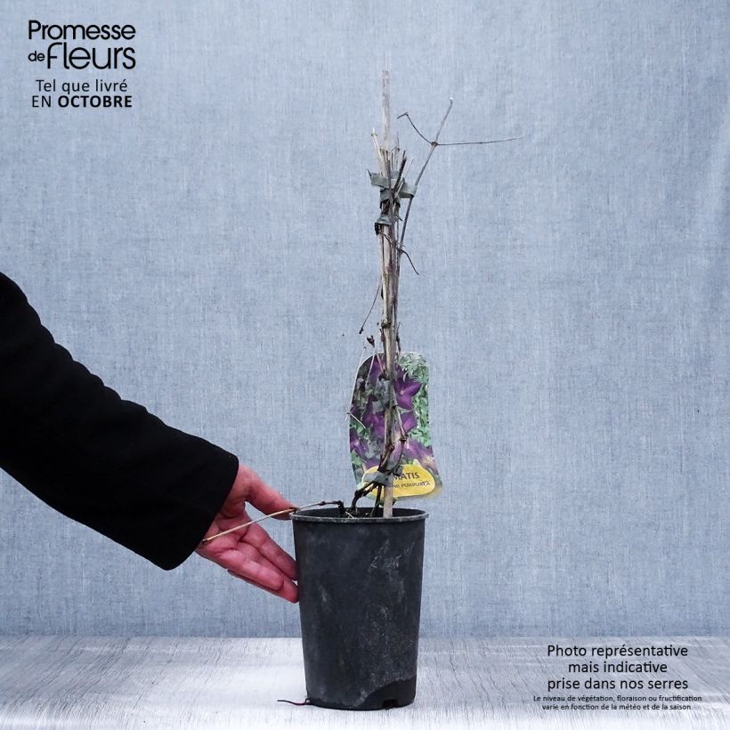 Esimerkki syksyllä toimitetusta Loistokärhö Purpurea Zojapur 2 litran/3 litran ruukku-taimesta