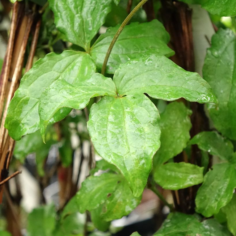 Loistokärhö Purpurea Zojapur (Lehvistö)
