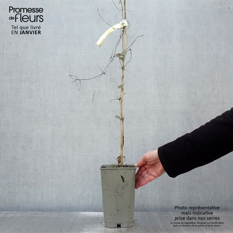 Esimerkki talvella toimitetusta Clématite Lavallée n°1 Pot de 2L/3L-taimesta