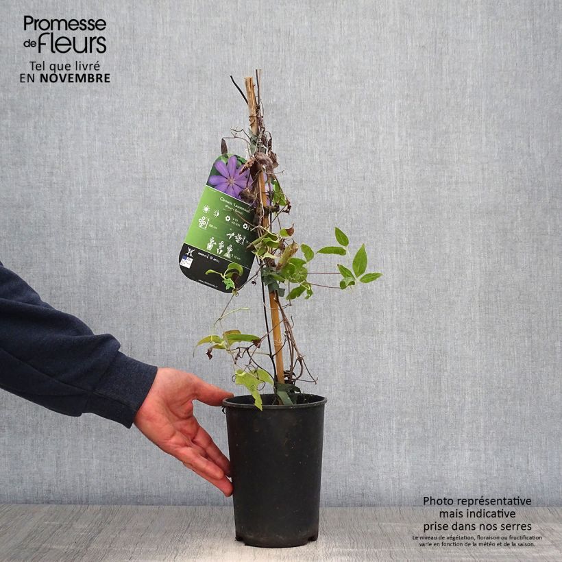 Esimerkki syksyllä toimitetusta Loistokärhö Lawsoniana 1,5 litran / 2 litran kannu-taimesta