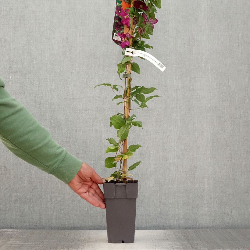 Esimerkki kesällä toimitetusta Clématite  - Clematis Madame Edouard André Pot de 2L/3L-taimesta