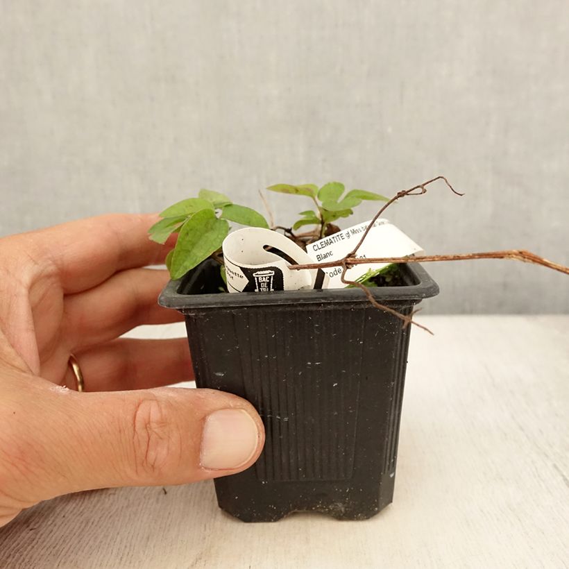 Esimerkki kesällä toimitetusta Loistokärhö Miss Bateman 8/9 cm taimiruukku-taimesta