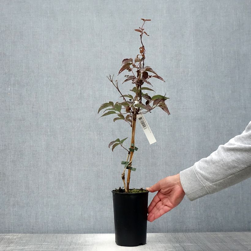 Esimerkki kesällä toimitetusta Clématite - Clematis montana Elisabeth Pot de 2L/3L-taimesta