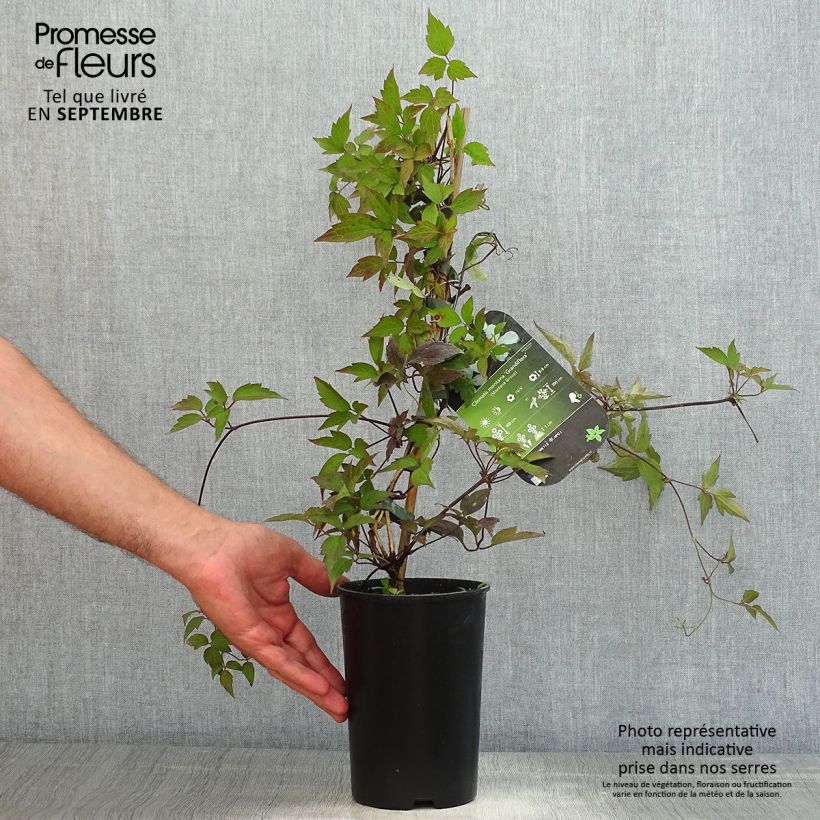 Esimerkki kesällä toimitetusta Clématite - Clematis montana Grandiflora Pot de 1,5L/2L-taimesta