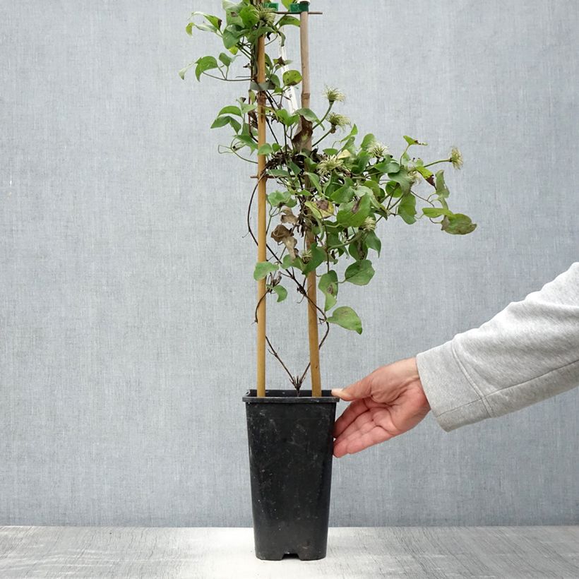 Esimerkki kesällä toimitetusta Clématite - Clematis Mrs N. Thompson Pot de 3L/4L-taimesta