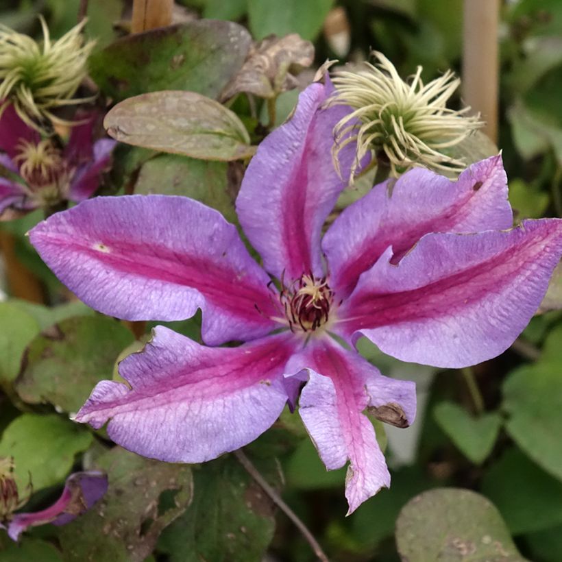 Loistokärhö Mrs N. Thompson (Kukinta)