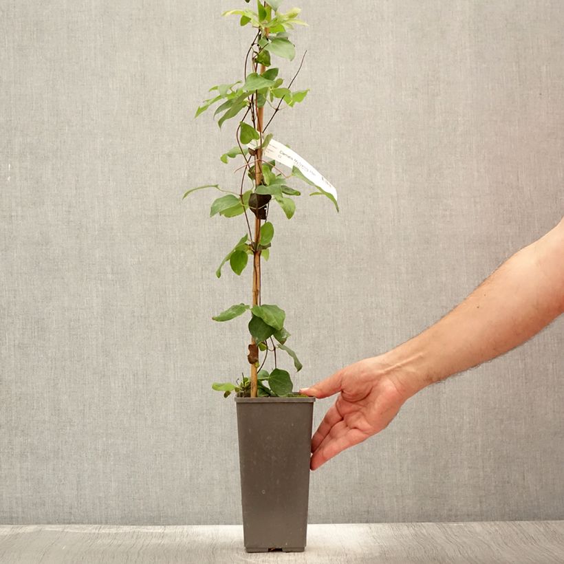Esimerkki kesällä toimitetusta Clématite - Clematis My Darling Pot de 2L/3L-taimesta