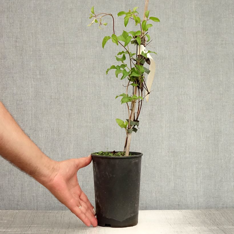 Esimerkki kesällä toimitetusta Clématite -Clematis Myosotis Pot de 2L/3L-taimesta
