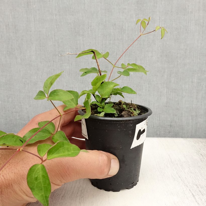 Esimerkki kesällä toimitetusta Clématite - Clematis Nelly Moser Godet de 8/9 cm-taimesta