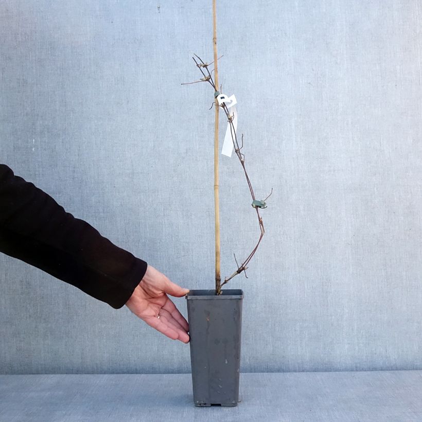 Esimerkki talvella toimitetusta Clématite - Clematis Pistachio Cake Pot de 2L/3L-taimesta
