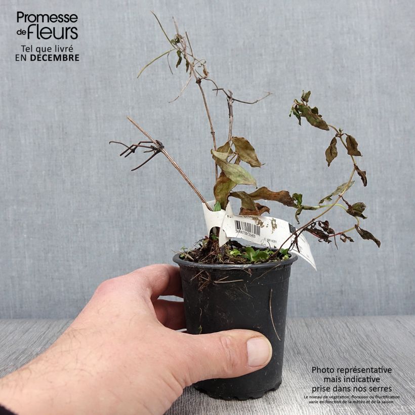 Esimerkki syksyllä toimitetusta Loistokärhö Proteus 8/9 cm taimiruukku-taimesta