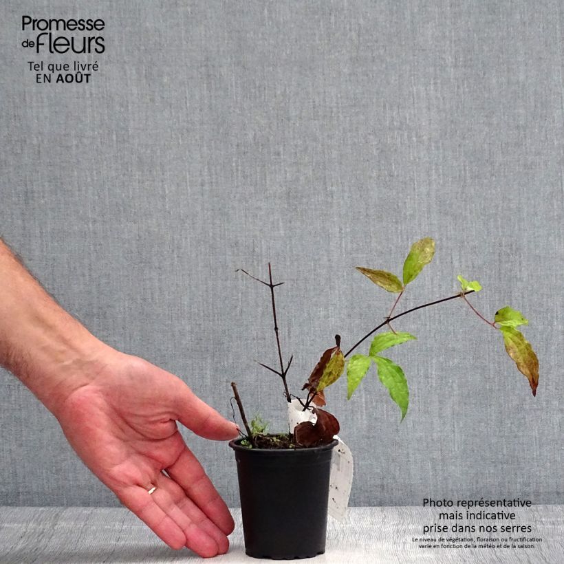Esimerkki kesällä toimitetusta Loistokärhö Proteus 8/9 cm taimiruukku-taimesta
