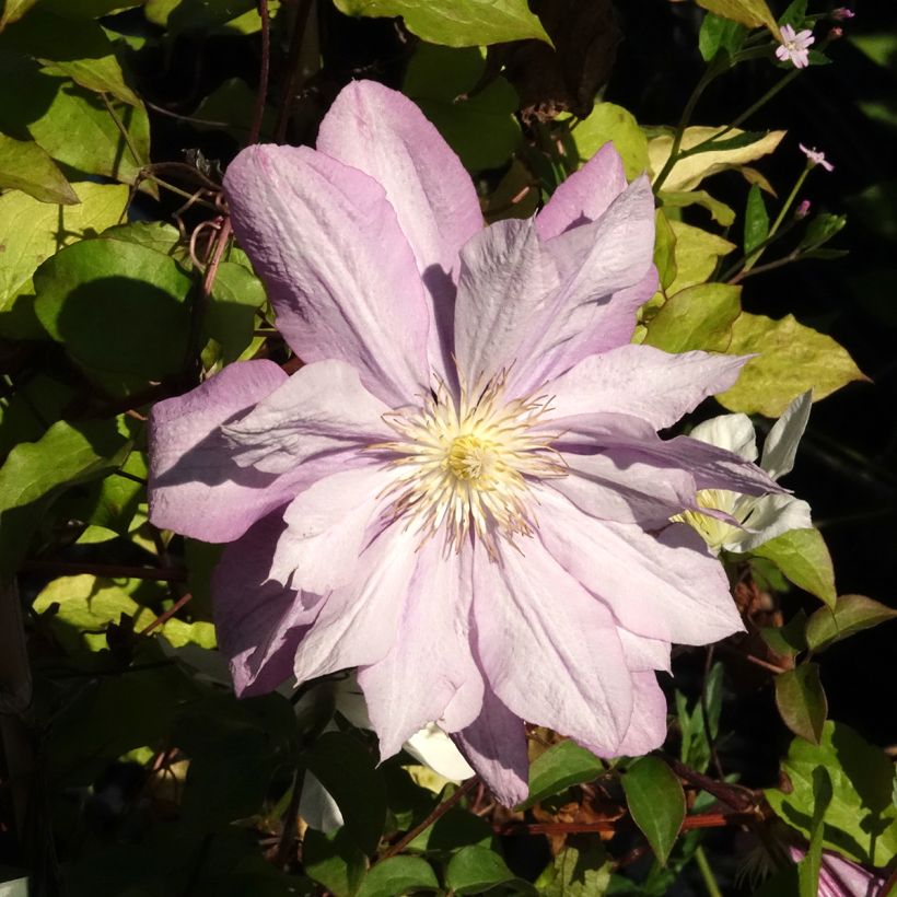 Loistokärhö Proteus (Kukinta)