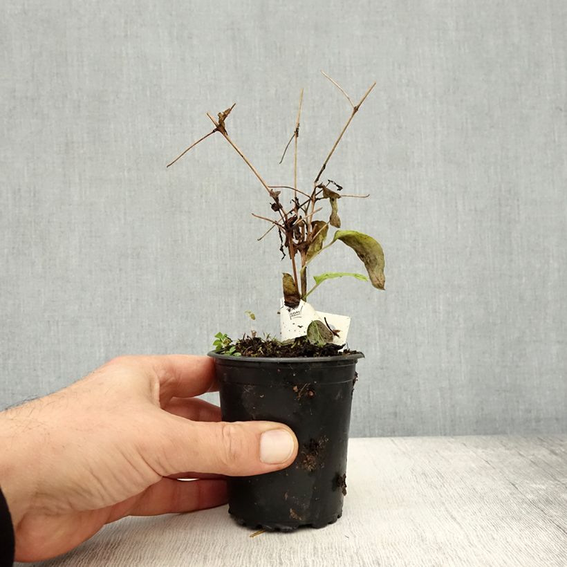 Esimerkki syksyllä toimitetusta Loistokärhö Rasputin 8/9 cm taimiruukku-taimesta