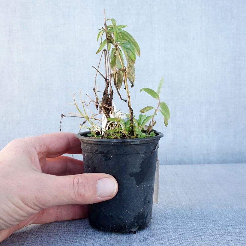 Esimerkki talvella toimitetusta Clématite - Clematis Rasputin Godet de 8/9 cm-taimesta