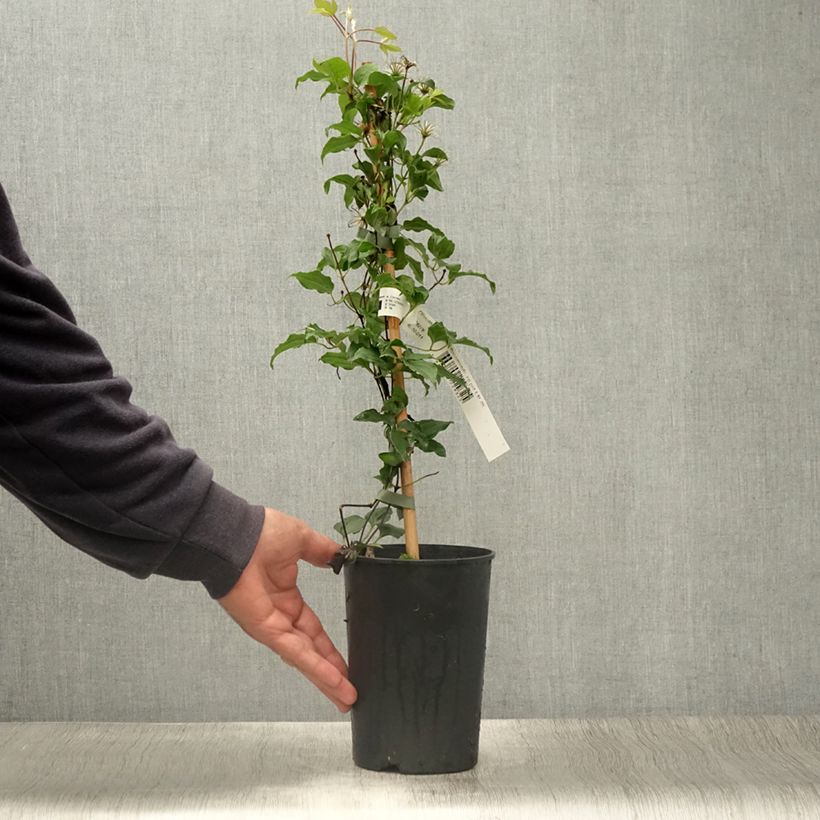Esimerkki kesällä toimitetusta Loistokärhö Rosamunde 1,5 litran / 2 litran kannu-taimesta