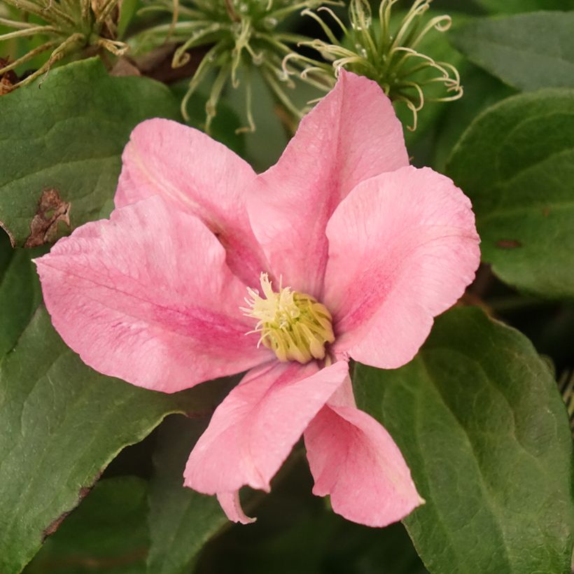 Loistokärhö Rosamunde (Kukinta)