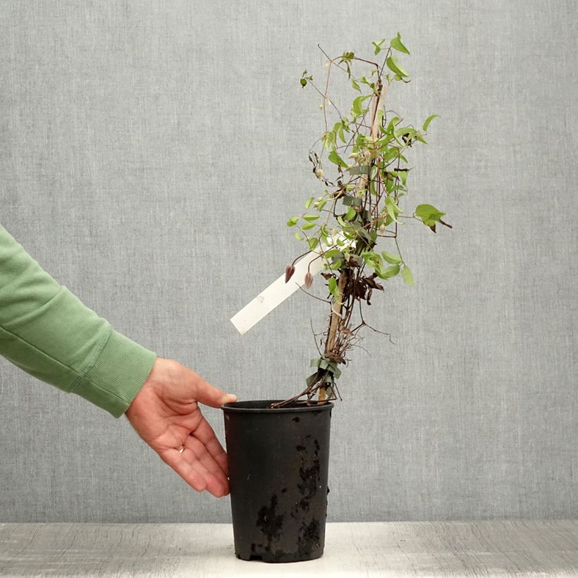 Esimerkki kesällä toimitetusta Clématite - Clematis Ruutel Pot de 2L/3L-taimesta