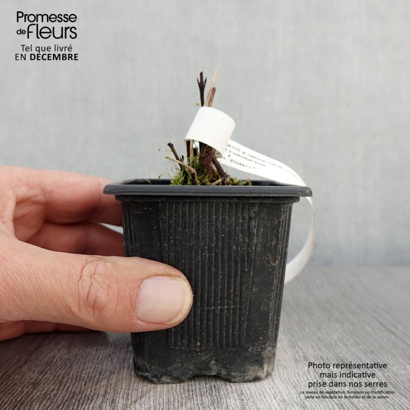 Esimerkki syksyllä toimitetusta Clématite - Clematis Saphyra Estrella Godet de 8/9 cm-taimesta