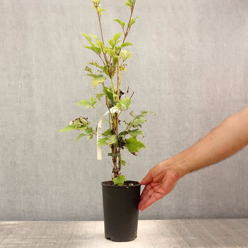 Esimerkki kesällä toimitetusta Clématite - Clematis stans Pot de 2L/3L-taimesta
