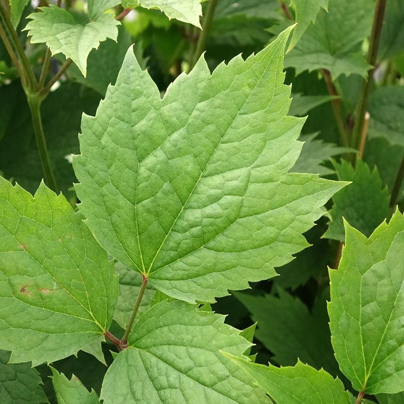 Loistokärhö - Clematis stans (Lehvistö)