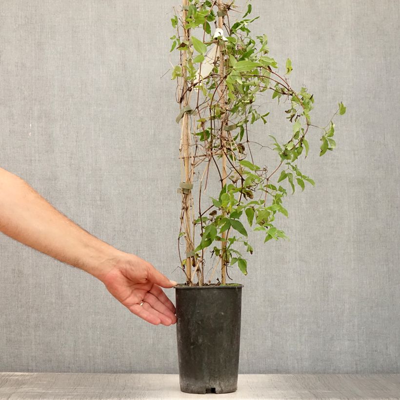 Esimerkki kesällä toimitetusta Clématite - Clematis Sugar Sweet (Scented Clem) Pot de 2L/3L-taimesta