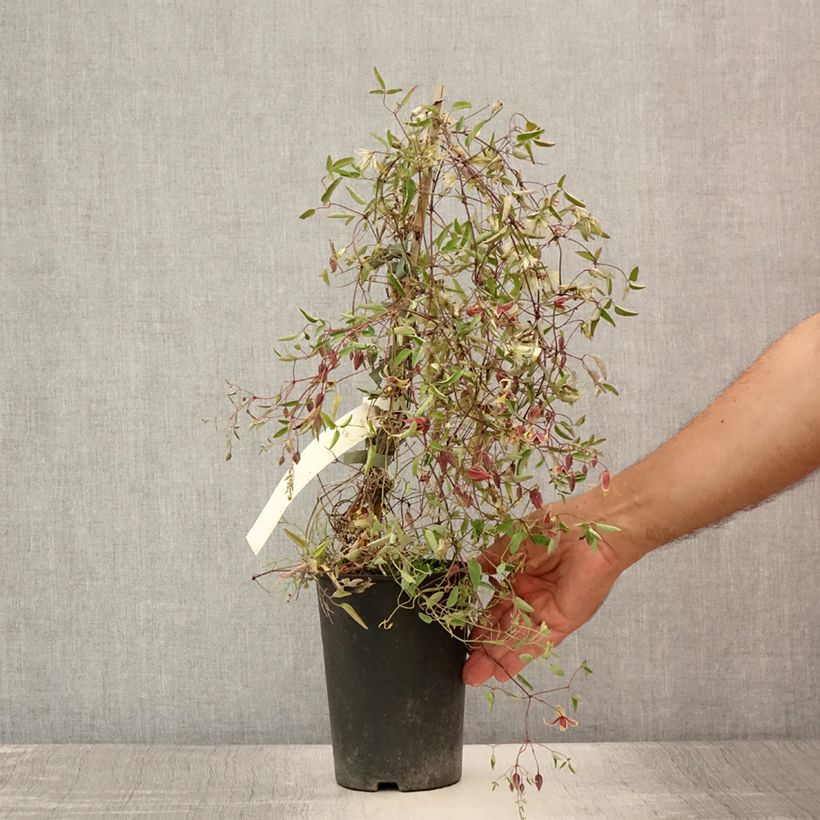 Esimerkki kesällä toimitetusta Clématite - Clematis tangutica My Angel Pot de 2L/3L-taimesta